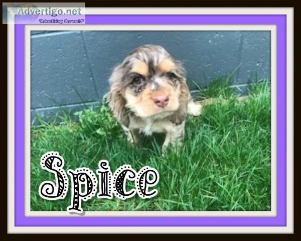 Spice Female ACA Cocker Spaniel