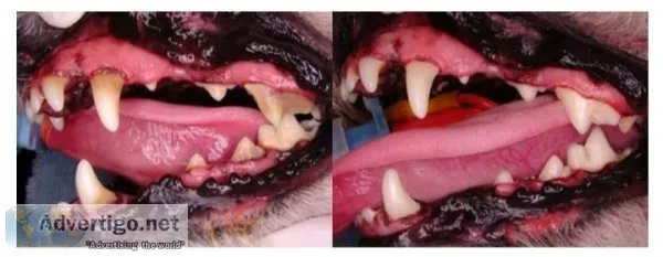 Non-anesthetic dental cleaning for dogs  By vet tech