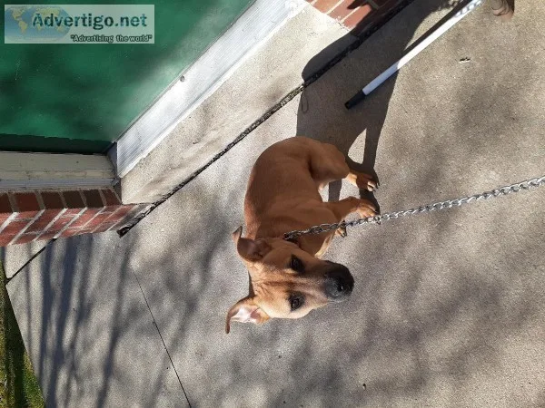 Pitbull 612 months old
