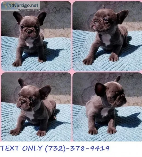 Amazing MF French Bulldog Puppies.