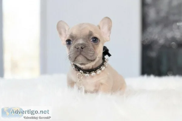 AMAZING FRENCHIE PUPPIES FOR SALE