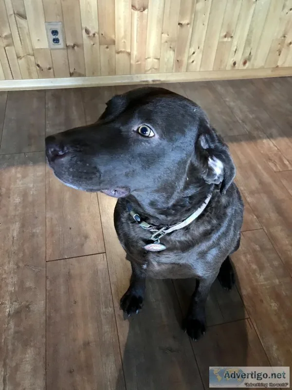 3 Year Old Chesapeake Bay Retriever