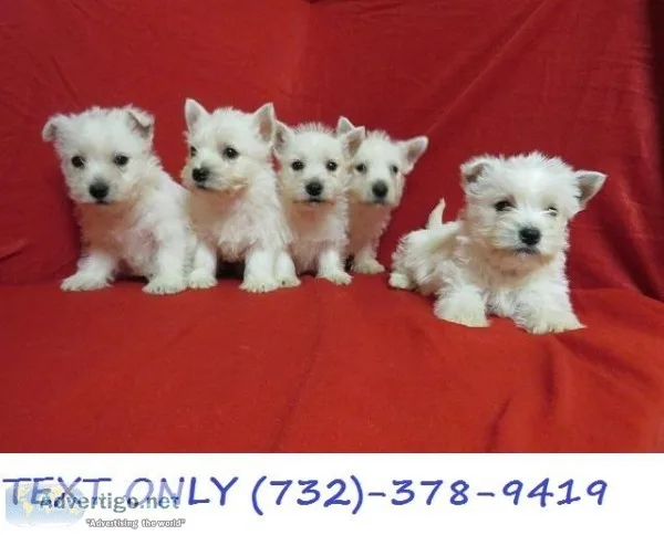 Available West Highland White Terrier Pups .