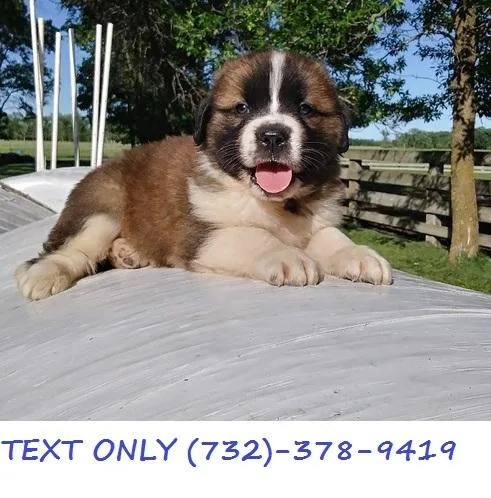 Standard Saint Bernard Puppies