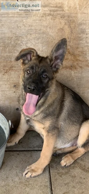 German Shepherd
