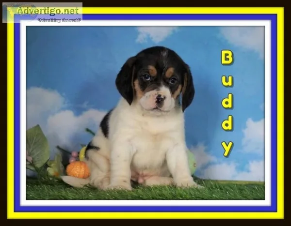 Buddy Male Beagle