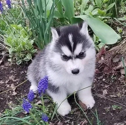 Famous little male and female siberian husky puppies