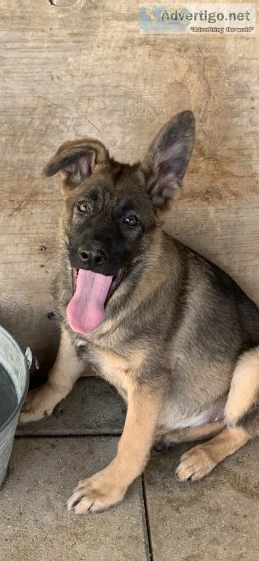 German Shepherd