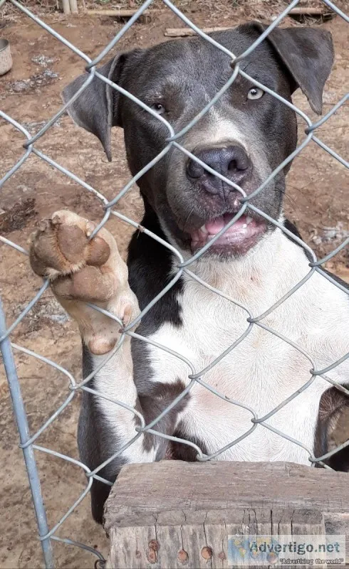 Male Pit