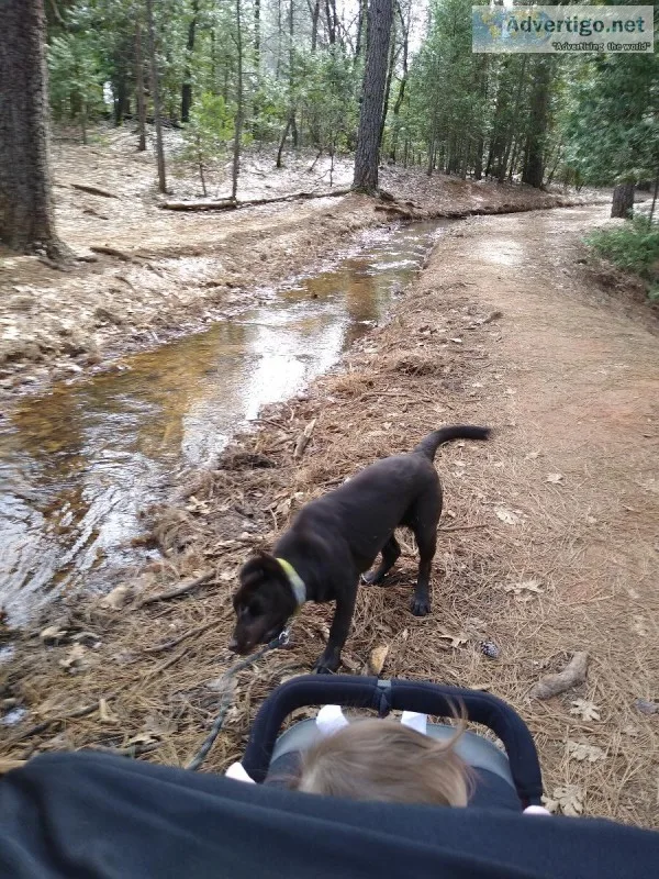 Chocolate lab 8 month old AKC
