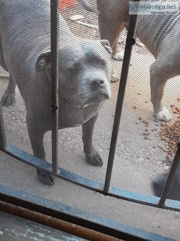 FREE2 female blue pits