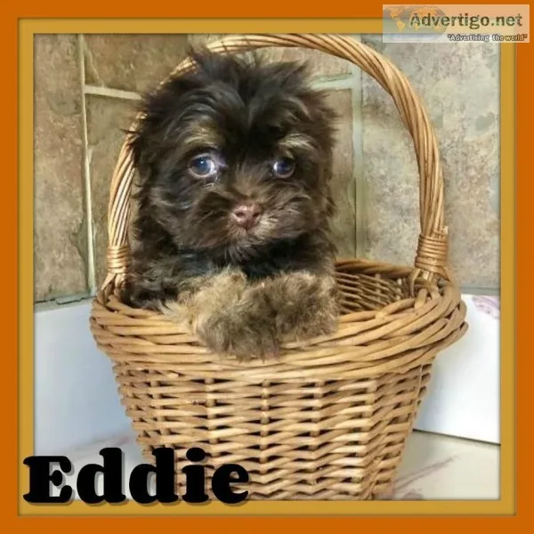 Eddie Male Havanese