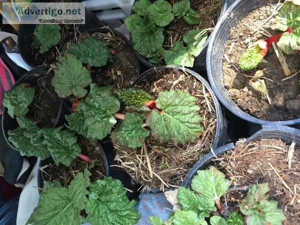 Rhubarb Plants