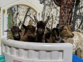Nigerian Dwarf Dairy Goats
