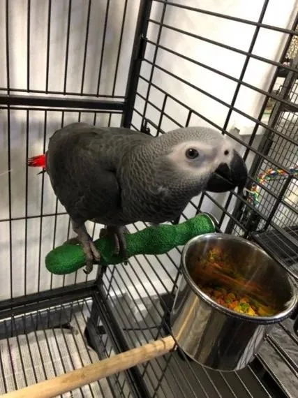 Taking African Grey parrots