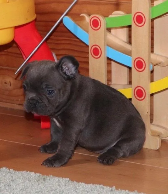3 girls and 4 boys French Bull Dog Puppies