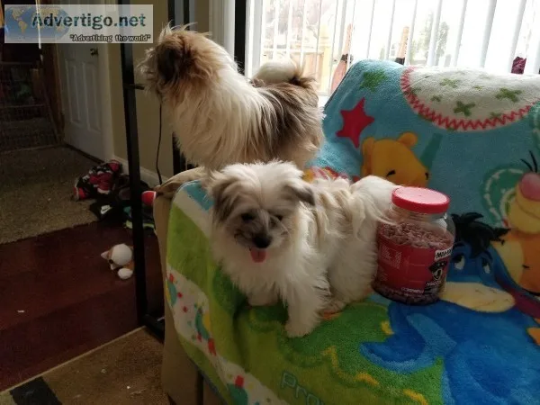 Puppy shih tzu mix for sale