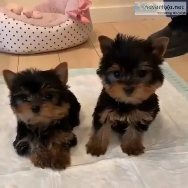 Yorshire terrier puppies