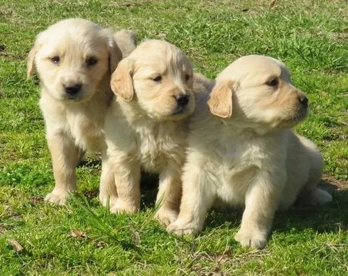 Very playfulGolden Retriever Puppies