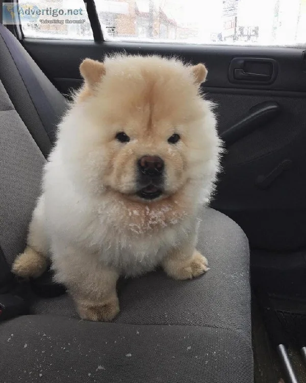 Adorable Chow Chow Puppies ready for their new home
