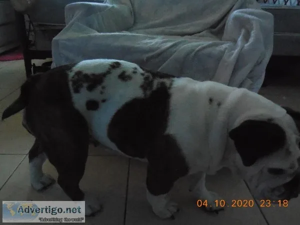 English Bulldog