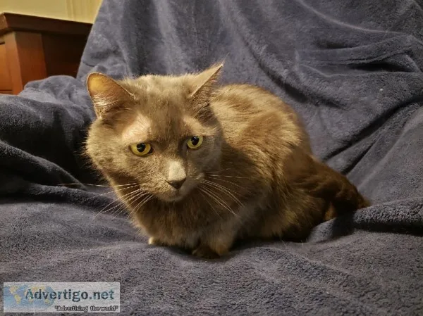 Cuddly adult male cat