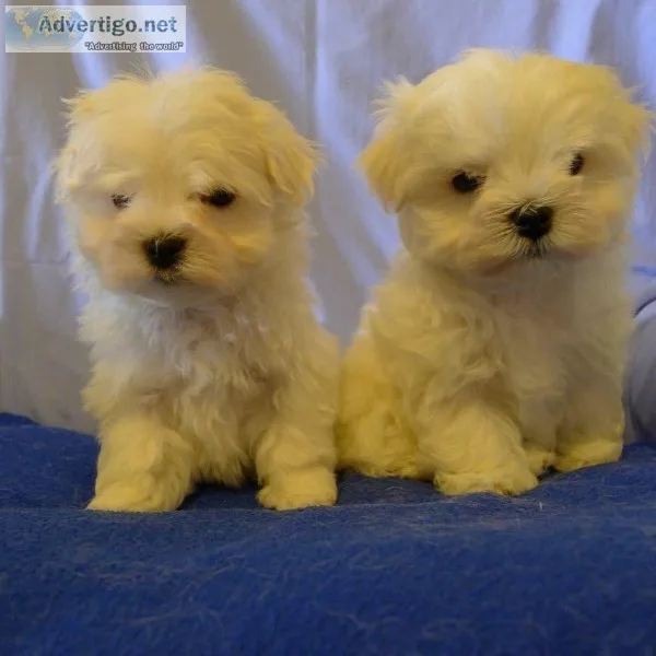 Maltese Puppies Lisa Lovable