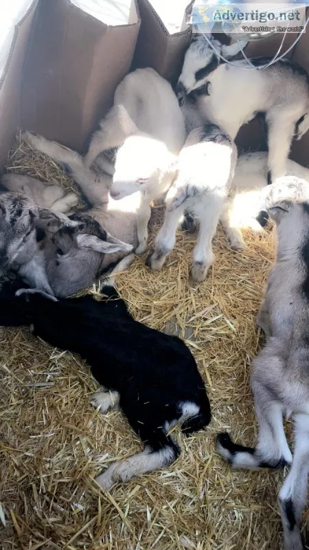 Baby goats