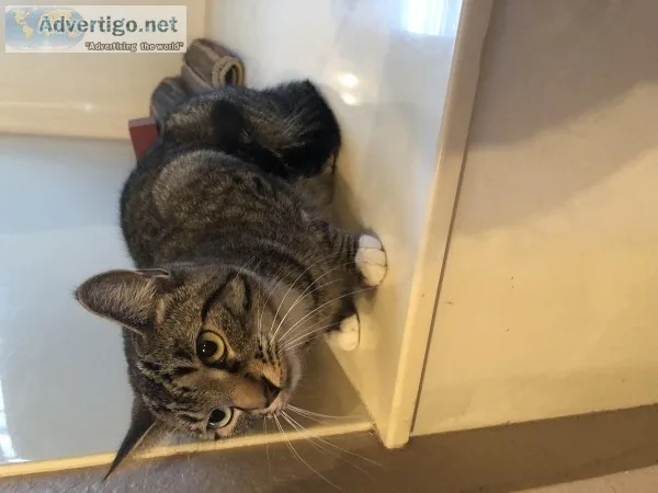 Free mix Bangle cat