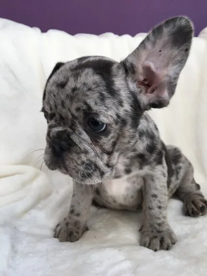 Akc registered male and female french bulldog