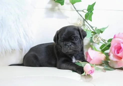 Upcoming litter black and Fawn Pug Puppies