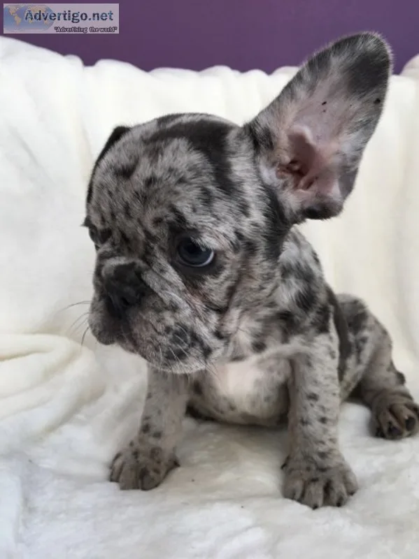 Akc registered male and female french bulldog