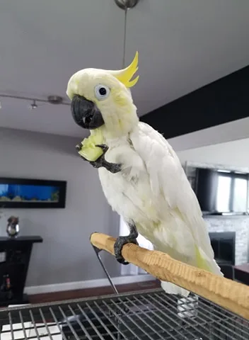 Lesser sulphur crested cockatoo