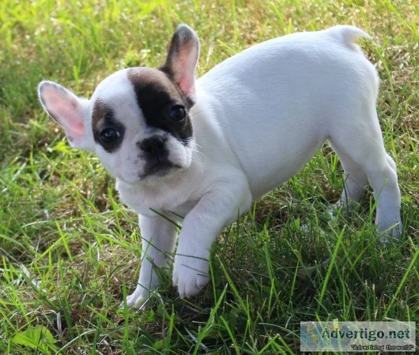 2 girls 1 boy beautiful french bulldog pups