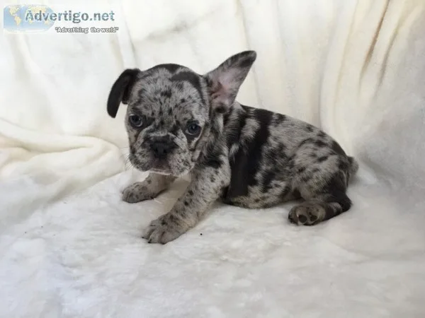 Akc registered male and female french bulldog