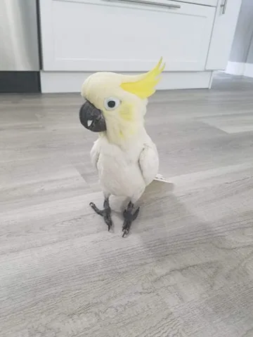 Lesser sulphur crested cockatoo