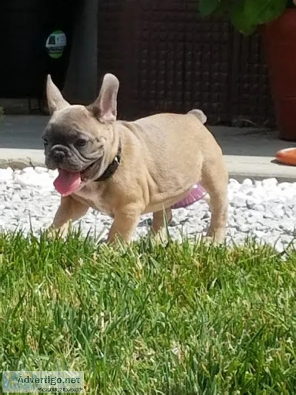 Available french bulldog puppies 
