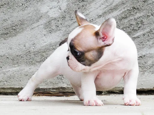 2 girls 1 boy beautiful french bulldog pups
