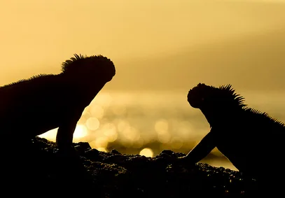 Galapagos Photography Tours  Expedition Travellers