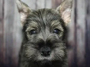 Miniature Schnauzers