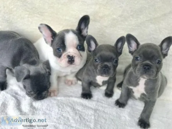 SAWQWQ Blue pie French Bulldog