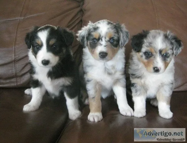 AAWW Australian shepherd puppies