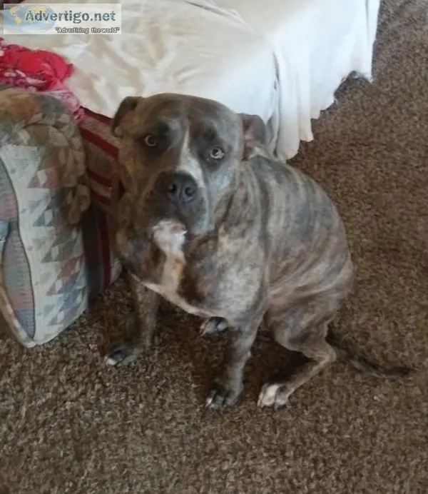 Male-Brindle Pit Bull 3yrs old