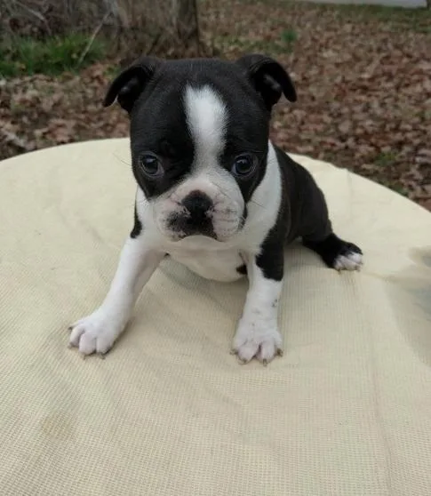 Deirdre Boston Terrier Puppies For Sale