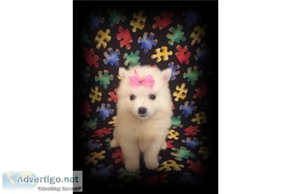 Mini American Eskimo- Roxy- Female
