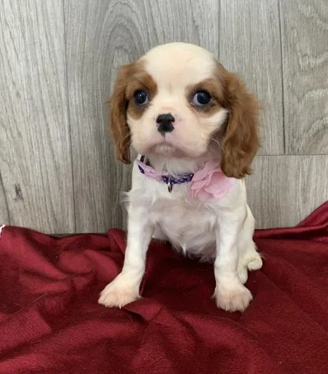 Madeleine Cavalier King Charles Spaniel Puppies For Sale..