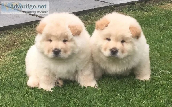 daseqw Outstanding Chow chow