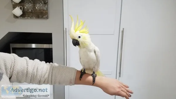 Lesser sulphur crested cockatoo