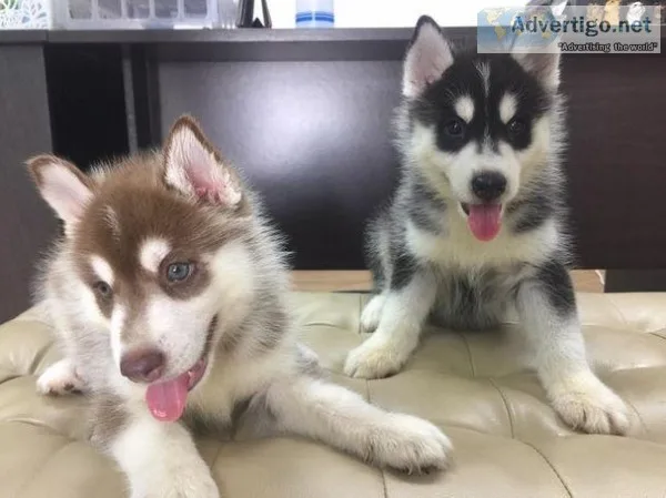 dcfvfv 100% Purebred Blue Eyes Siberian Husky  500