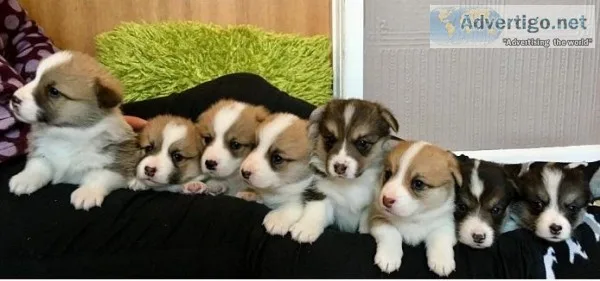 Sweet AKC corgi puppies have arrived.